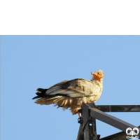 گونه کرکس مصری Egyptian Vulture